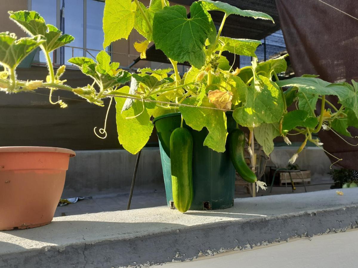 17 Flats And Roof Garden Apartment Athena Bagian luar foto